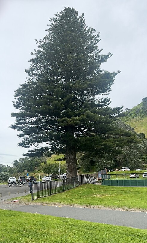 Silverfern