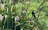 De Tui