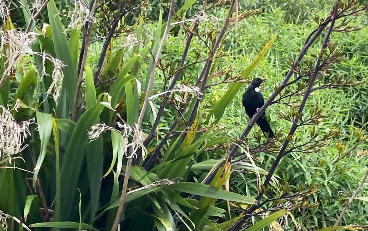 De Tui