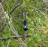 Superb blue wren