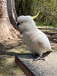 Cockatoo