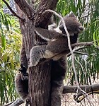 Little Joey Djilba