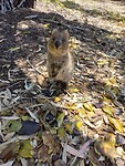 Quokka