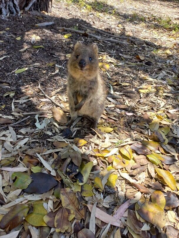 Quokka