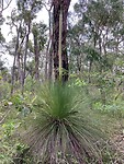 Belga gras oftewel grasboom
