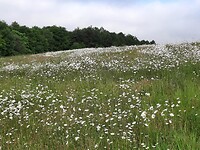 IMG-20220512-WA0035