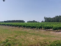 IMG-20220619-WA0081