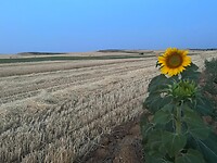 IMG-20220717-WA0013