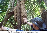 Amazone5