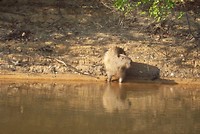 Pantanal (1)