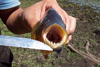 Pantanal (3)