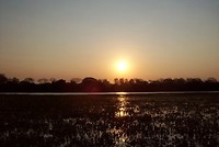 Pantanal (6)