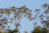 Pantanal (9)