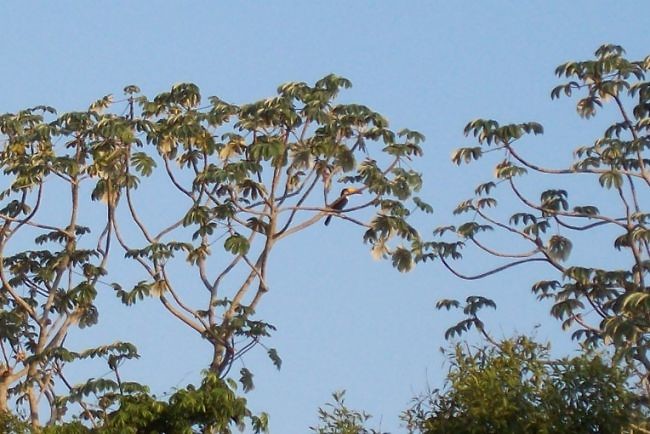 Pantanal (9)