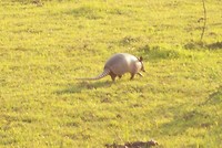 Pantanal (10)
