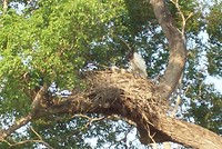 Pantanal (11)
