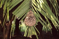Pantanal (12)