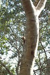 Pantanal (13)