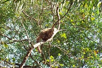Pantanal (14)