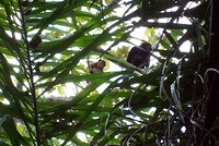 Pantanal (17)