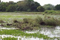 Pantanal (18)