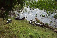 Pantanal (19)
