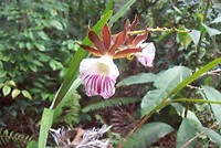 bloem1
