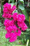 bloem2