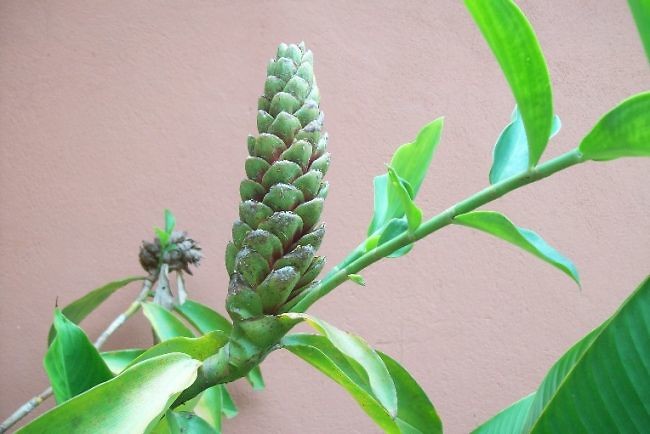 bloem3