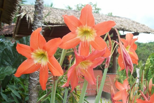 bloem5