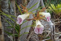 bloem6