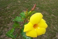 bloem7