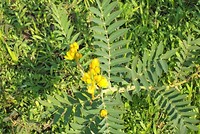 bloem9