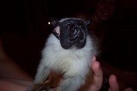 Amazone (1)