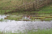 Amazone boottocht in het begin (2)