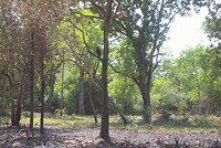 Campo Grande (3)