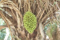 Campo Grande (4)