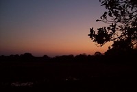Panta (4)