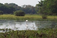 Panta (7)
