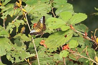 IMG_0950