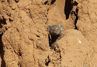 Samburu Hamster