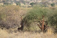 Samburu Dag 1 (26)
