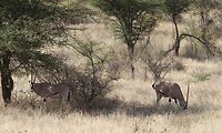 Samburu Dag 1 (27)