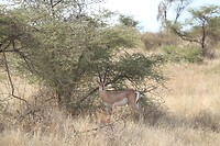 Samburu Dag 1 (28)