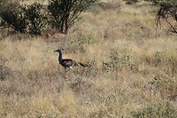 Samburu Dag 1 (29)