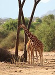 Samburu Dag 1 (35)