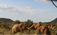 Samburu Dag 1 (38)