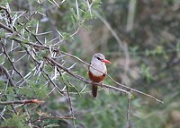 Samburu Dag 1 (42)