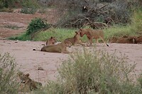 Samburu Dag 1 (43)