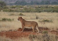 Samburu Dag 1 (45)